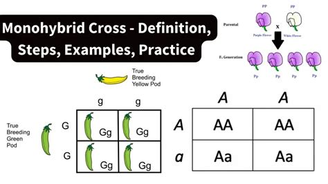 monohybrid cross definition|monohybrid cross examples and practice.